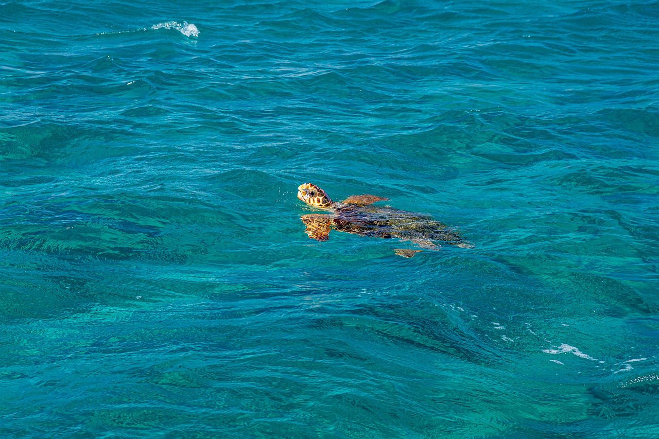 Żółwie caretta-caretta na Zakynthos to symbol greckiej przyrody