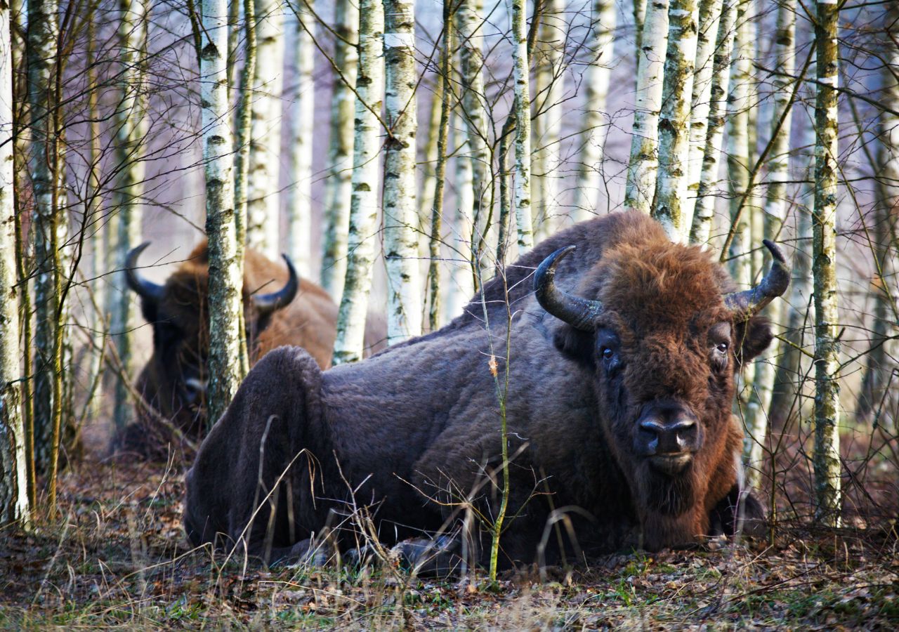 żubr w sosnowym lesie