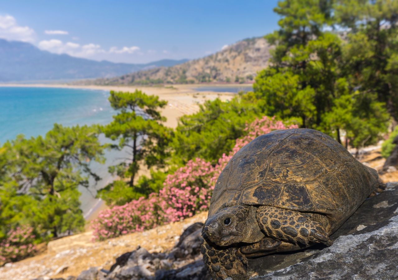Żółw Caretta caretta - Dalyan, Turcja