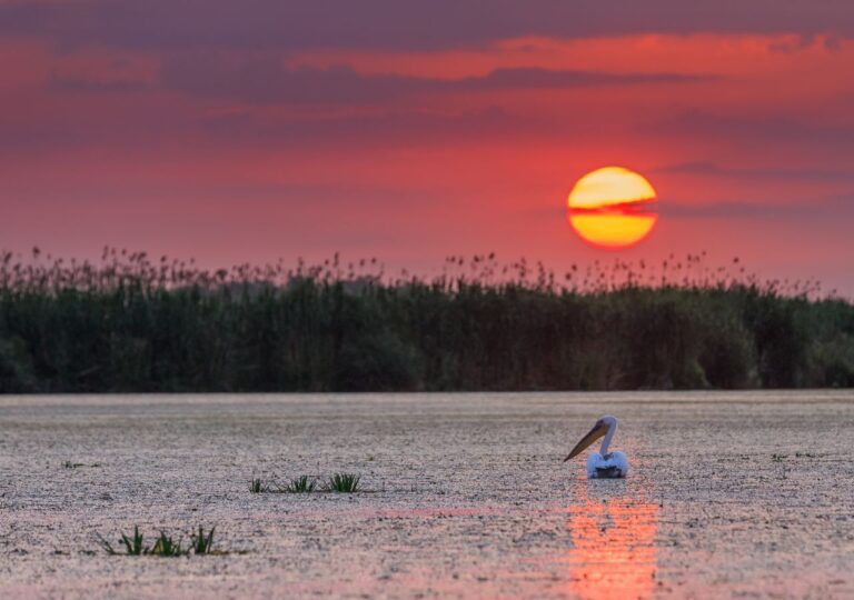 Pelikan na wodzie w delcie Dunaju - Rumunia