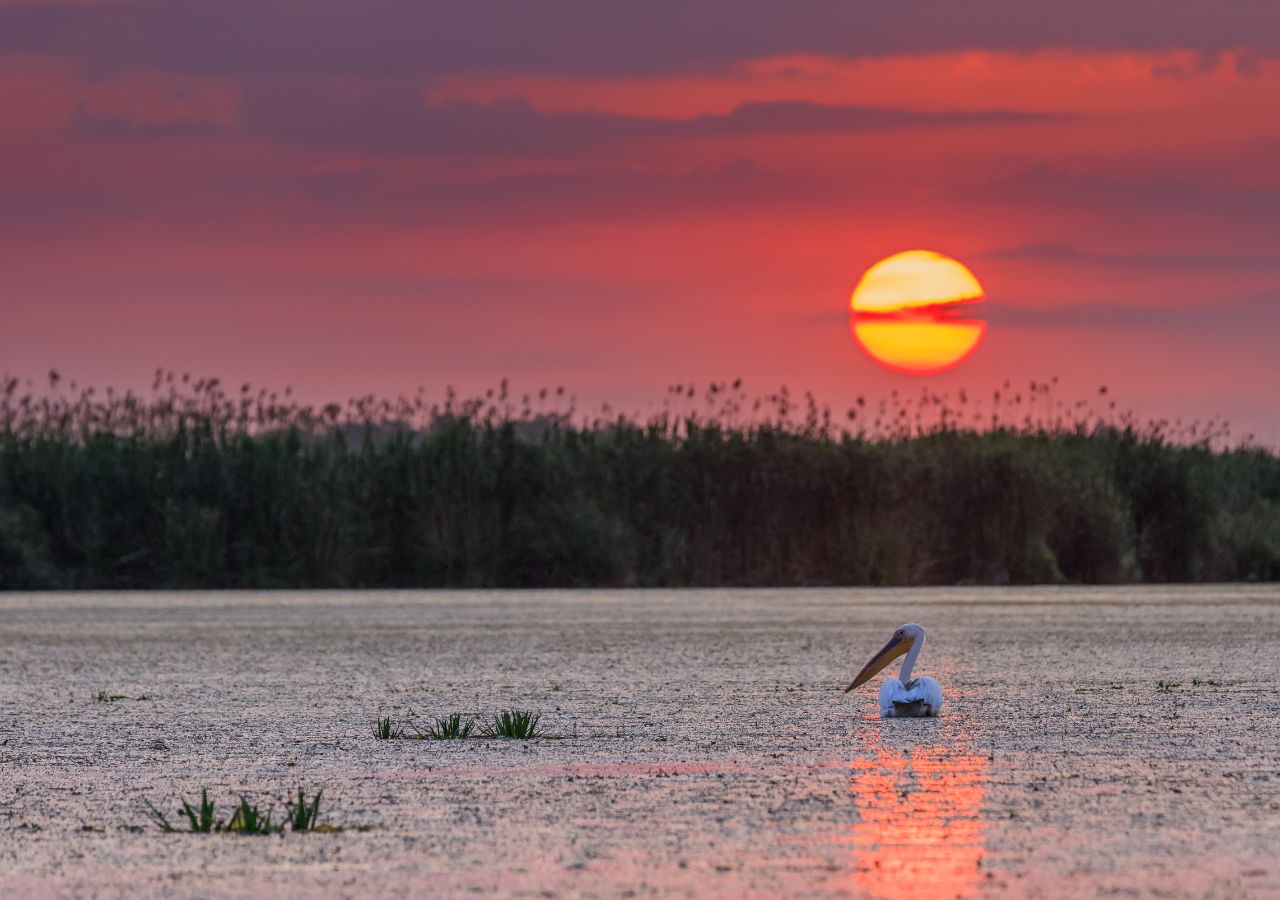 Pelikan na wodzie w delcie Dunaju - Rumunia