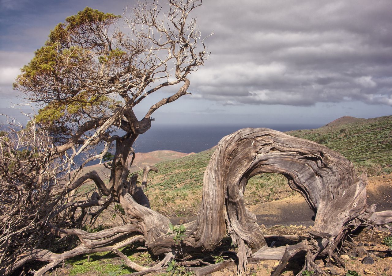 El Sabinar - jałowce wykręcone wiatrem - wyspy kanaryjskie