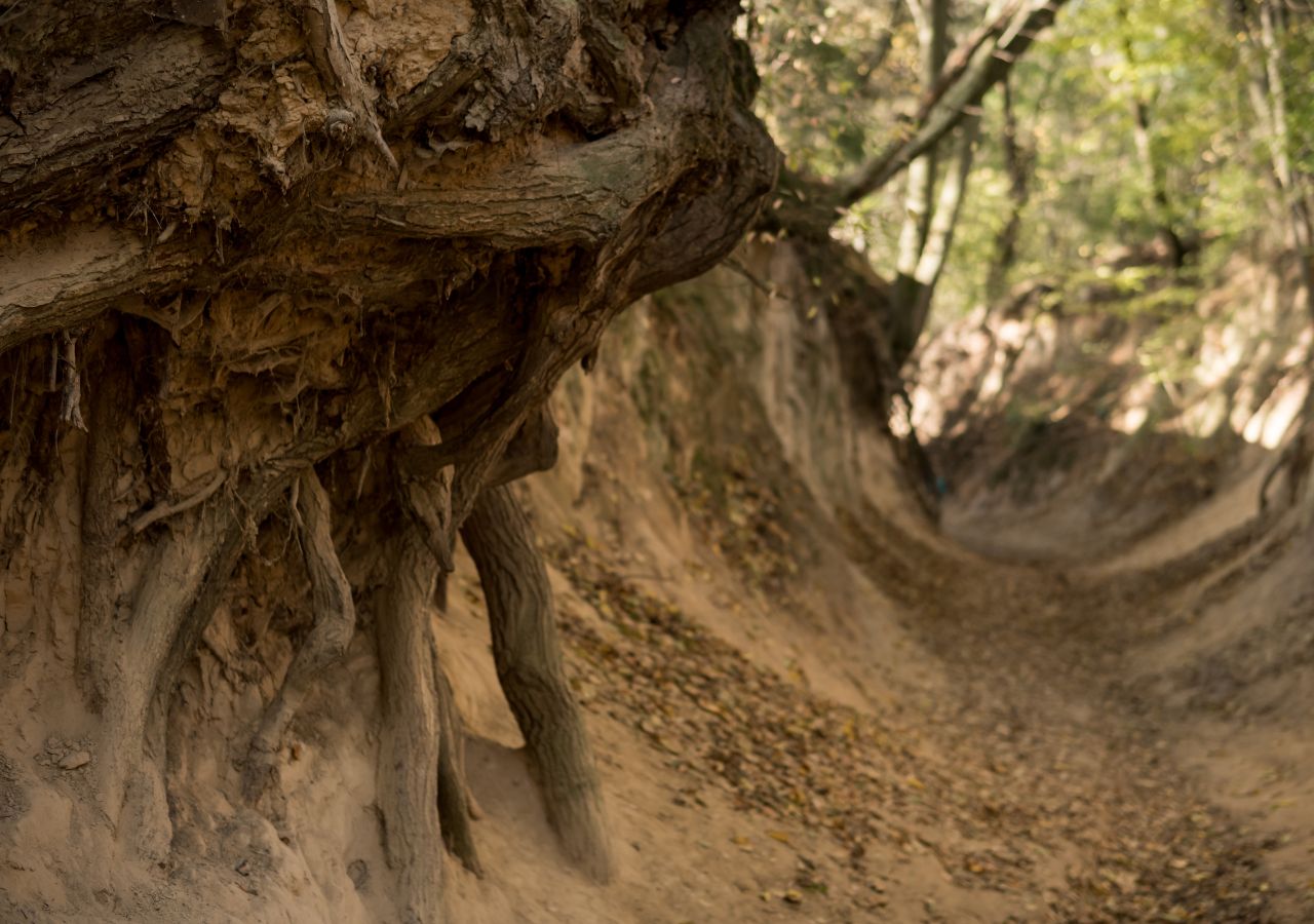 Korzeniowy Dół obok Kazimierza Dolnego