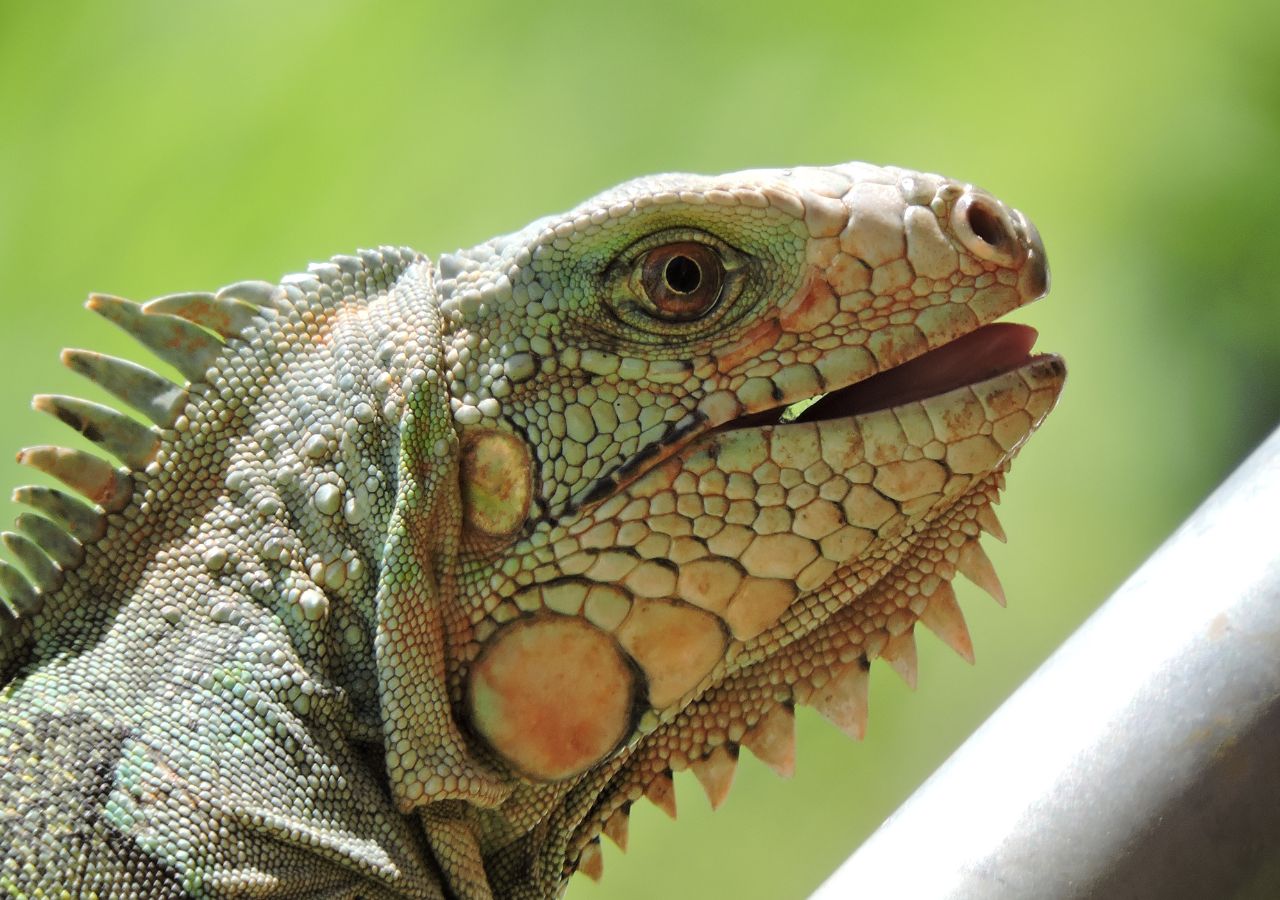 Głowa zielonej Lagarto Gigante - wyspy kanaryjskie, Hiszpania