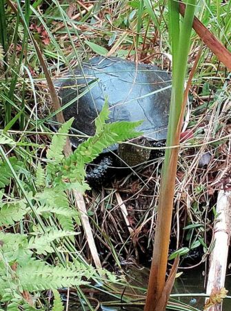 Żółw błotny - Poleski Park Narodowy, Polska