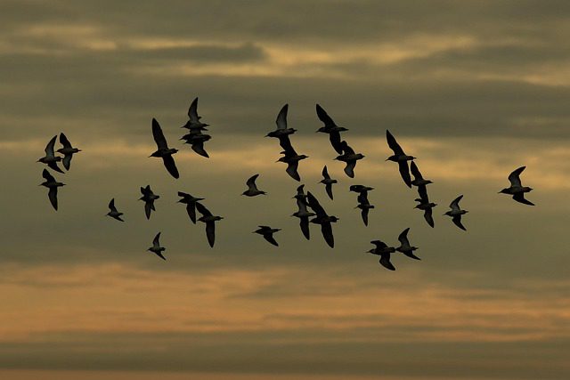 Stado batalionów w Biebrzańskim Parku Narodowym
