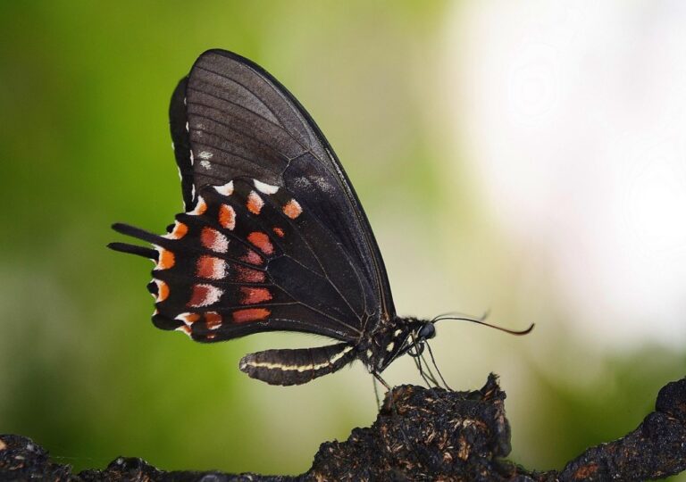 Czarny motyl w Tatrach. Widzisz go na szlaku? Lepiej się wycofaj, zanim będzie za późno