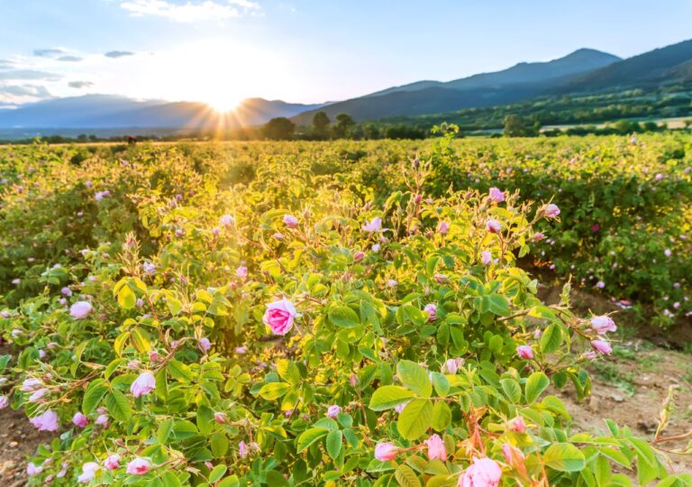 Tu kwitną róże, a powietrze pachnie jak perfumy. Zobacz Dolinę Róż na własne oczy