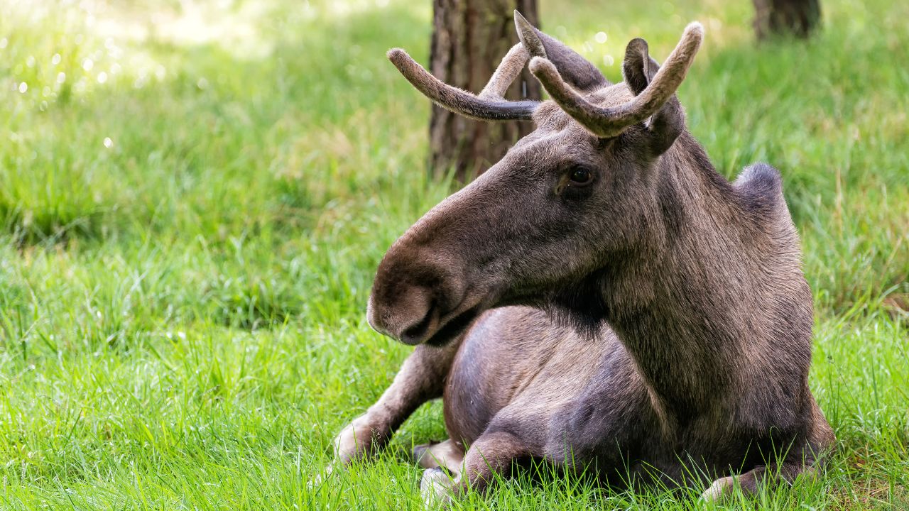 Łoś leżący na trawie