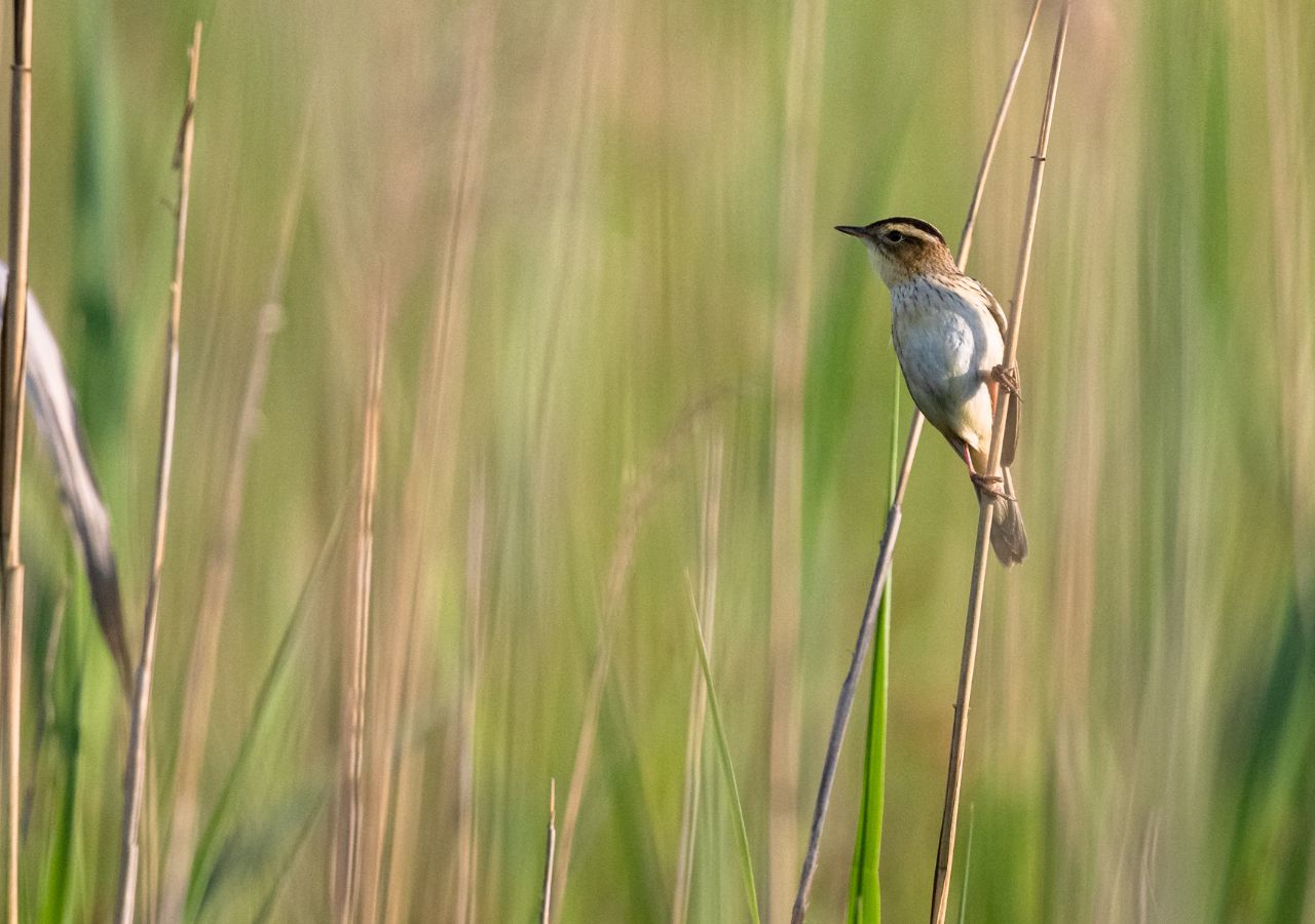 łozówka na trzcinach w Poleskim Parku Narodowym - Polska