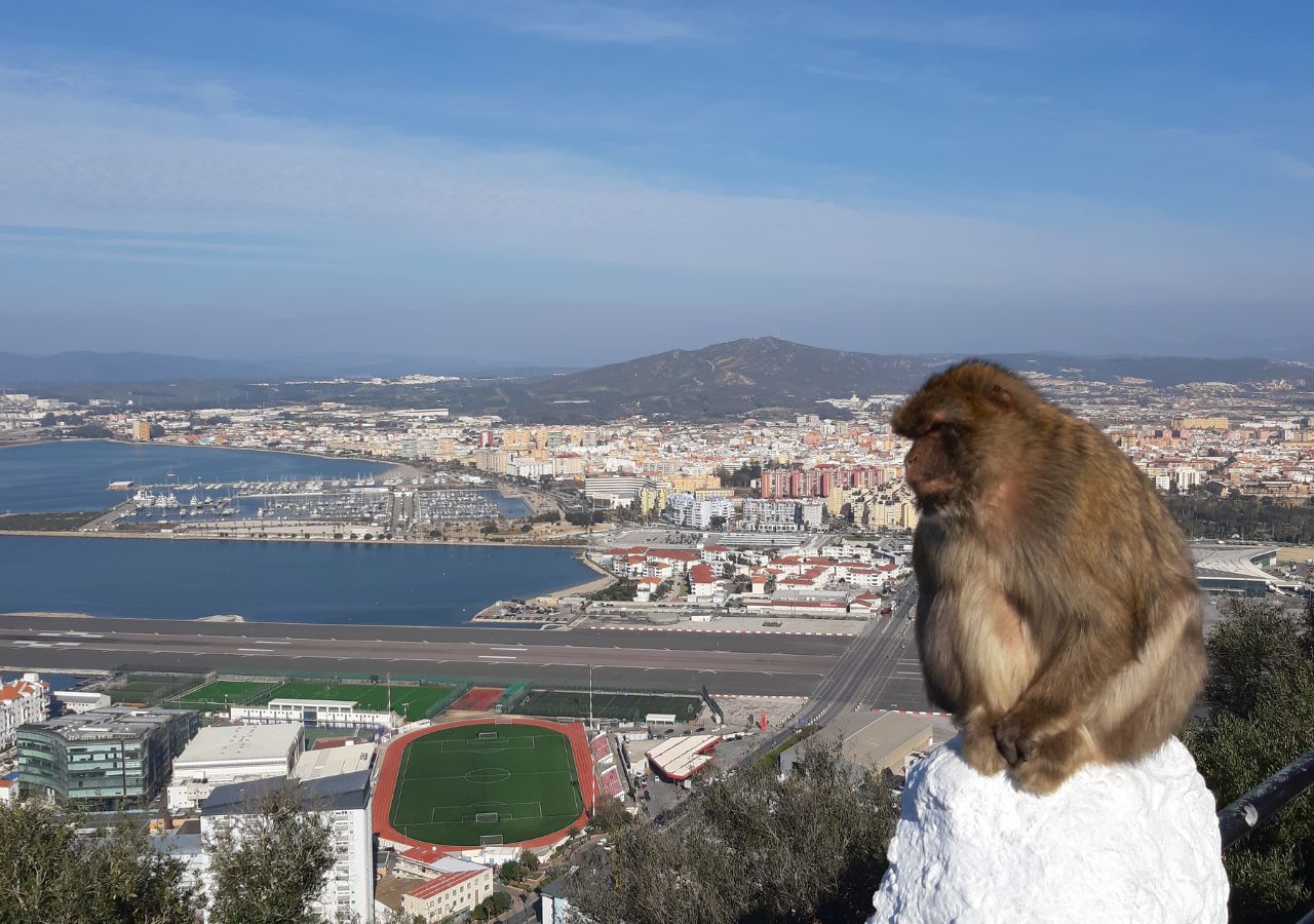 Makak - magot gibraltarski na rl panoramy Gibraltaru