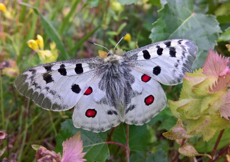 Niepylak apollo stał się symbolem walki o ochronę przyrody