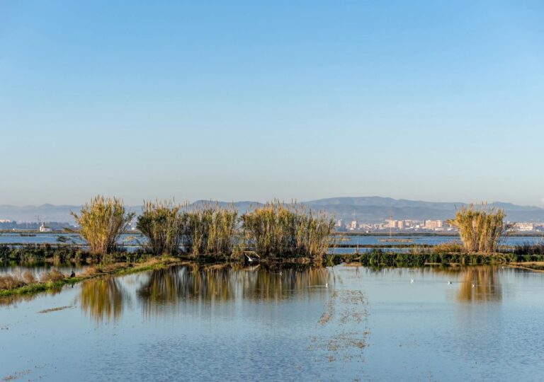 Pola ryżowe pod Walencją w Hiszpanii