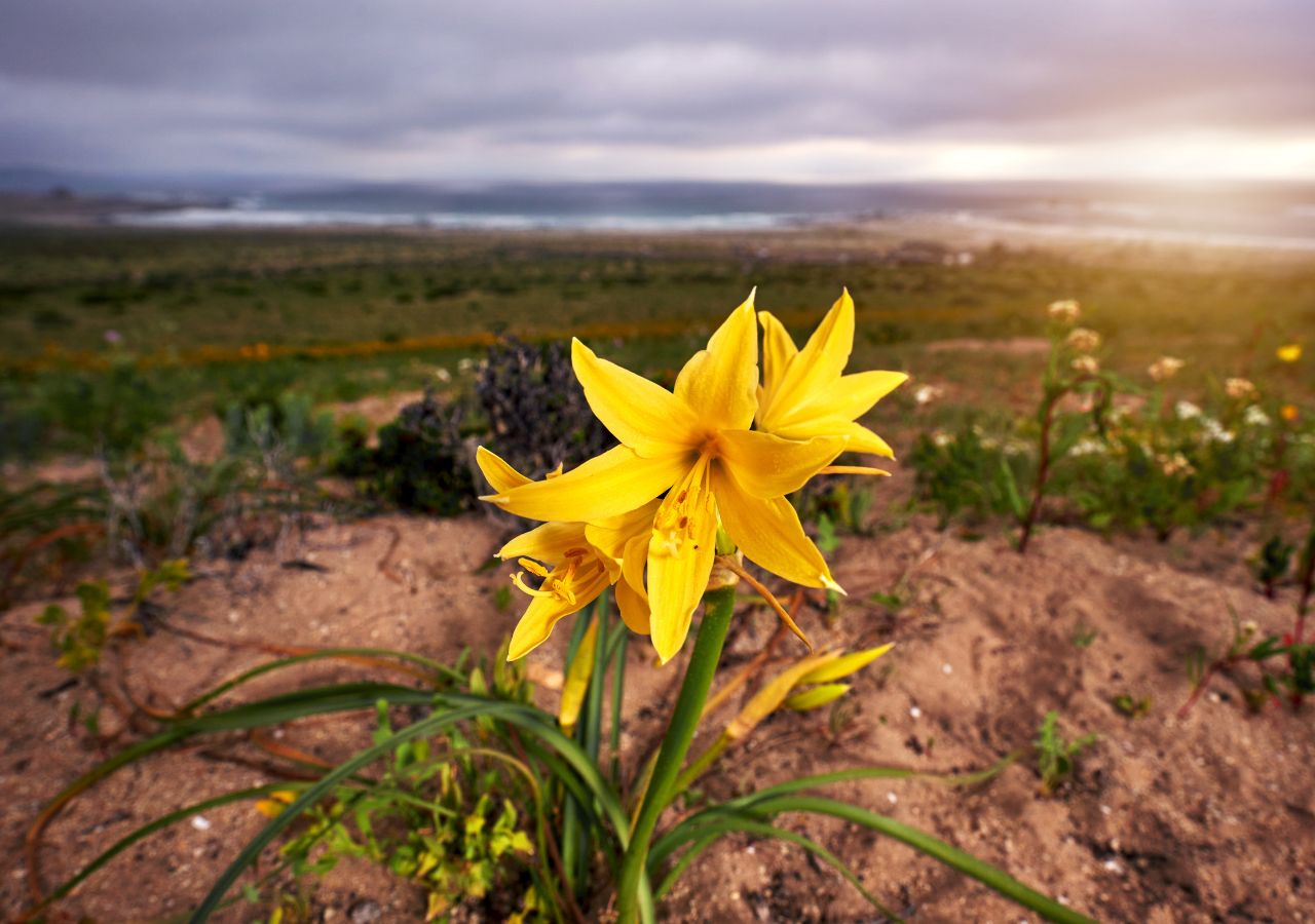 Żółty kwiat Ananucas kwitnący na pustyni Atacama w Chile