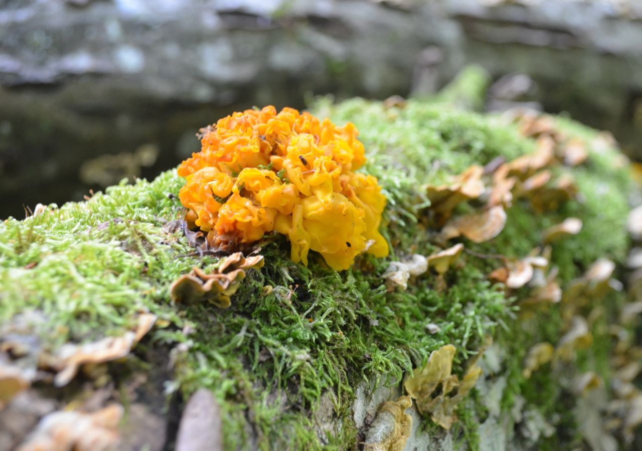 Runo leśne Puszczy Białowieskiej