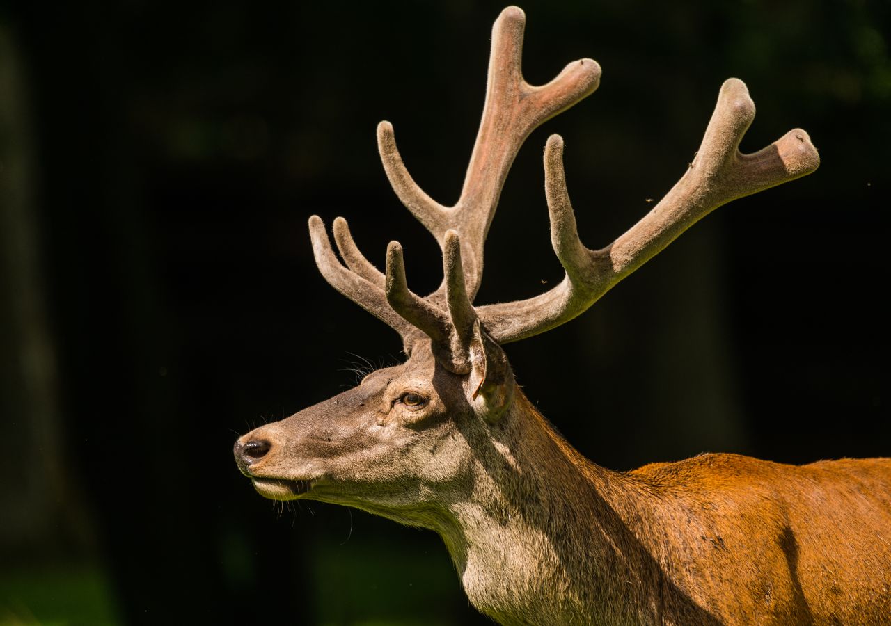 Czerwony jeleń w Puszczy Białowieskiej