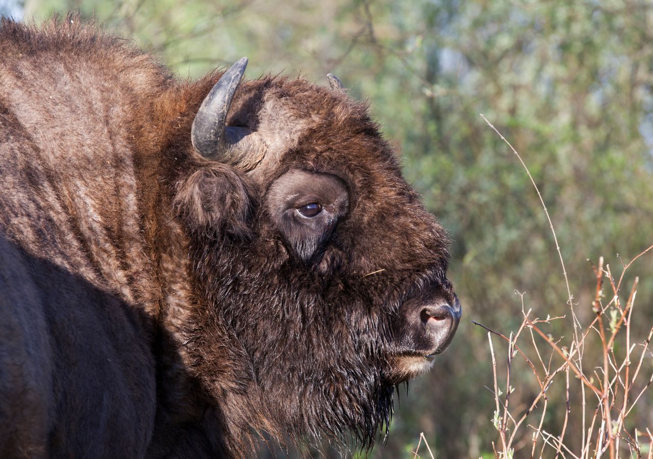 Żubr w Puszczy Białowieskiej