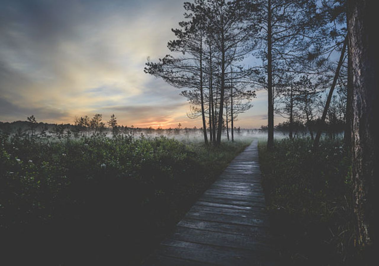 Poleski Park Narodowy: ścieżka Dąb Dominik, kładka przy jeziorze Moszne