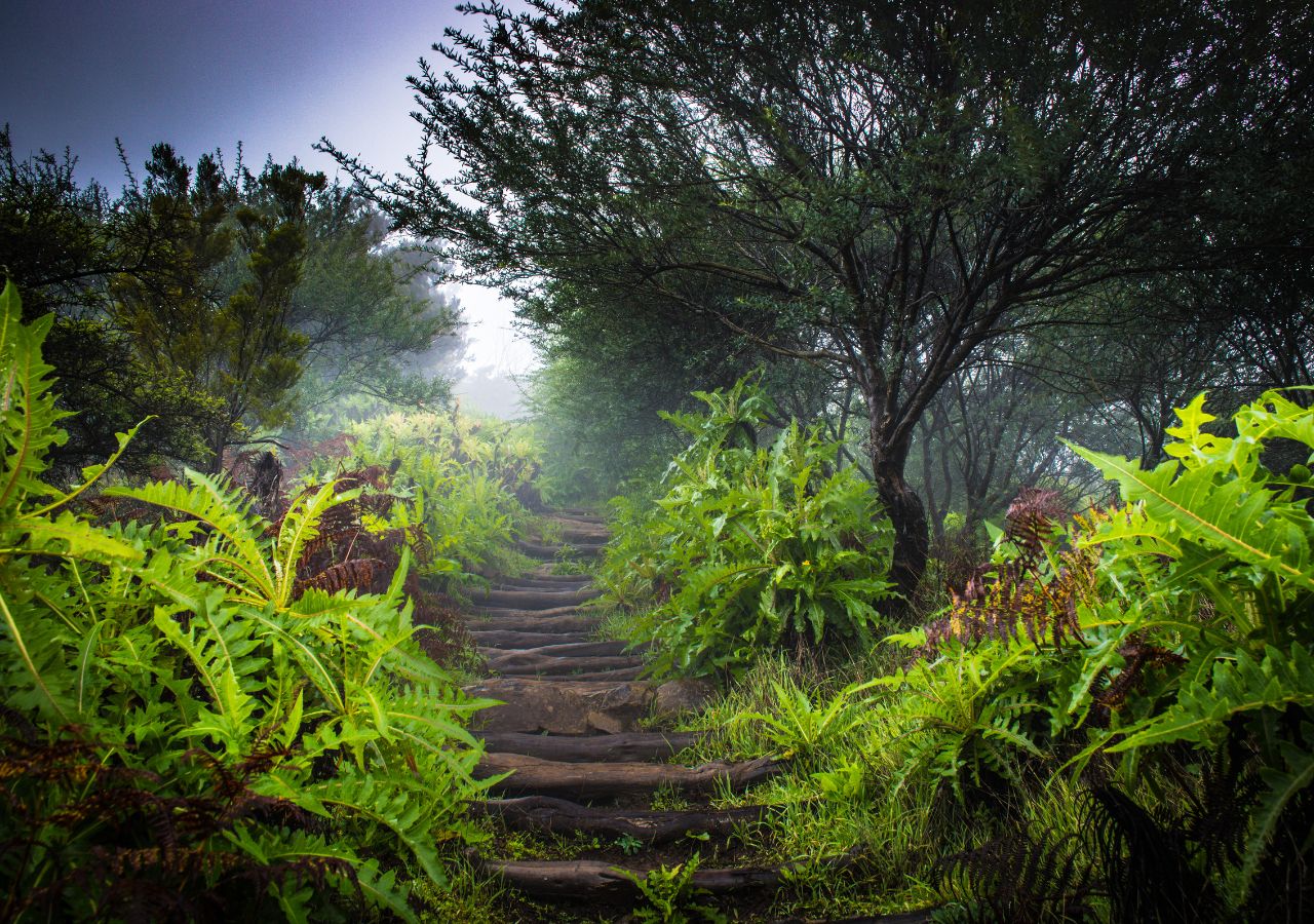 Zielone lasy wawrzynowe La Gomery - Baleary, Hiszpania