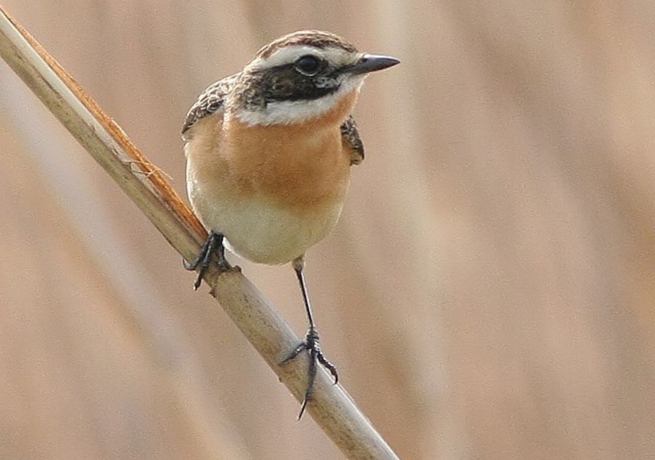 Pokląskwa - Lasy Janowskie, Polska