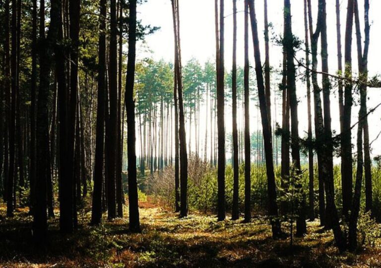 Puszcza Notecka w okolicy Jasionnej