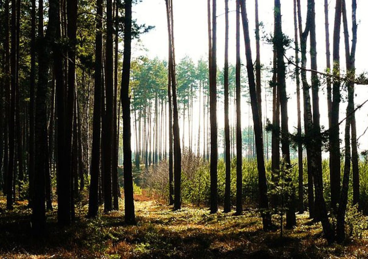 Puszcza Notecka w okolicy Jasionnej