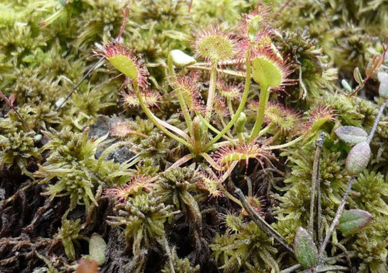 Rosiczki w Puszczy Solskiej