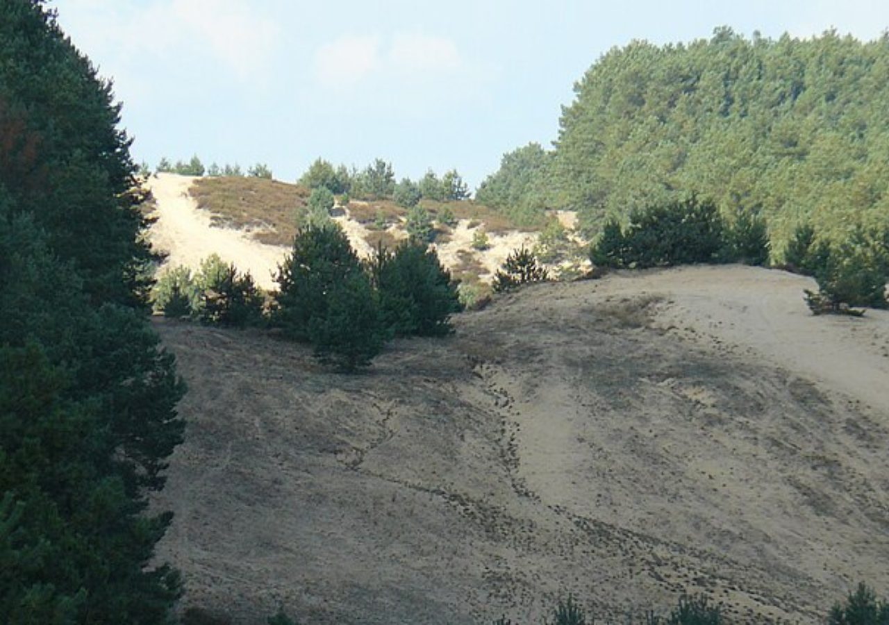Wrzosowe wydmy, Puszcza Notecka, okolice Chojna