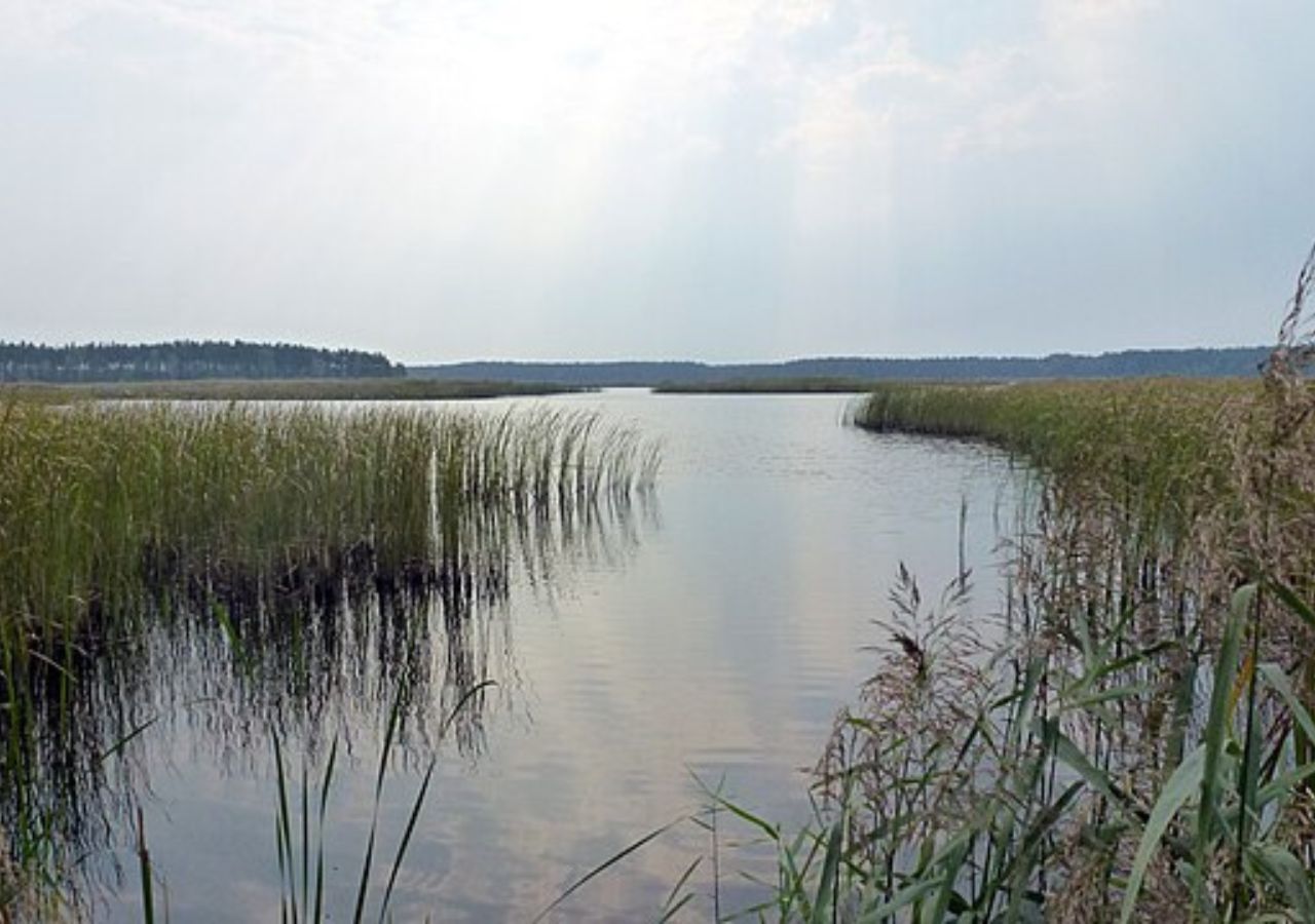Rezerwat Imielty Ług - Lasy Janowskie, Polska