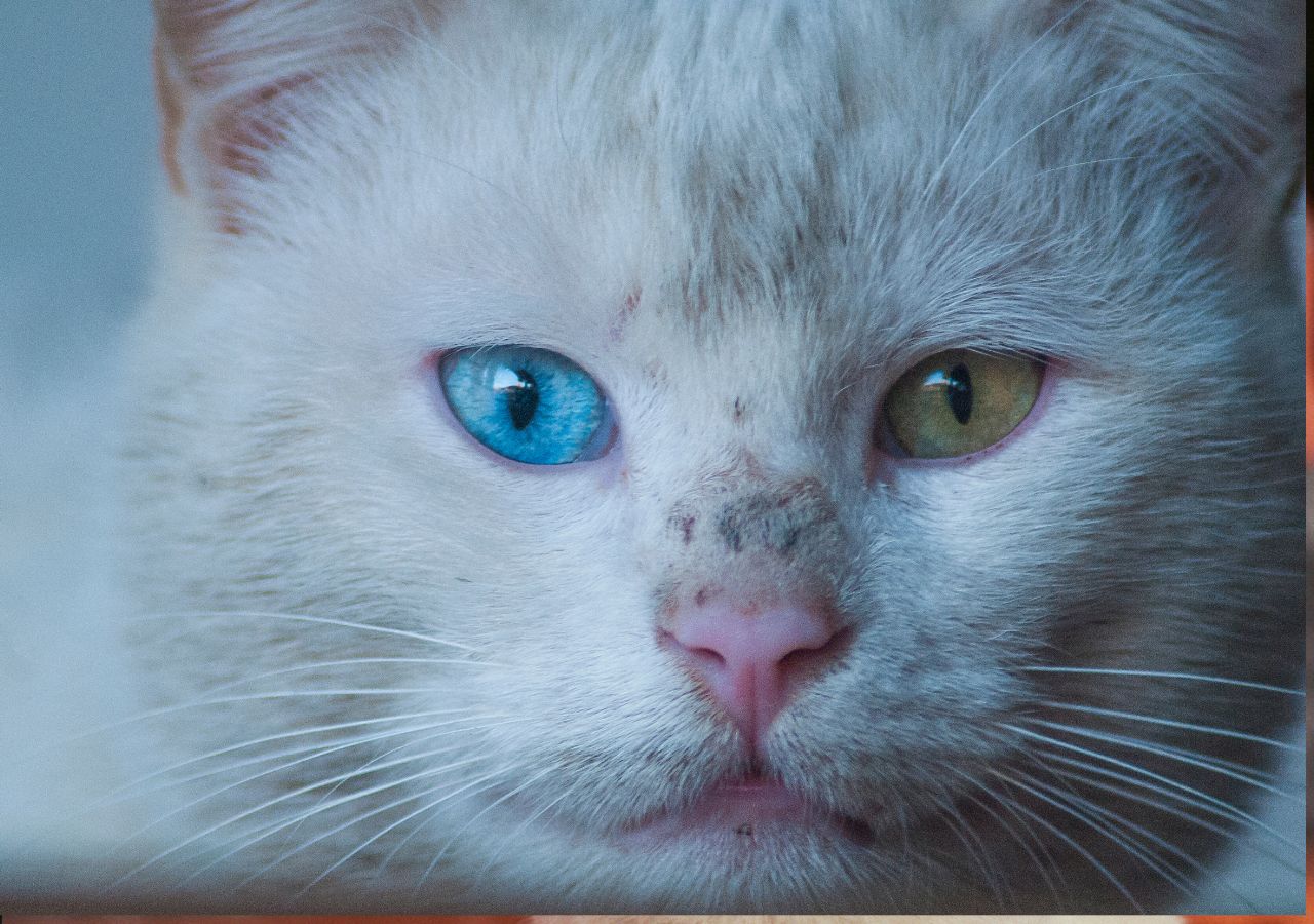 Koty z Van o dwukolorowych oczach - Turcja