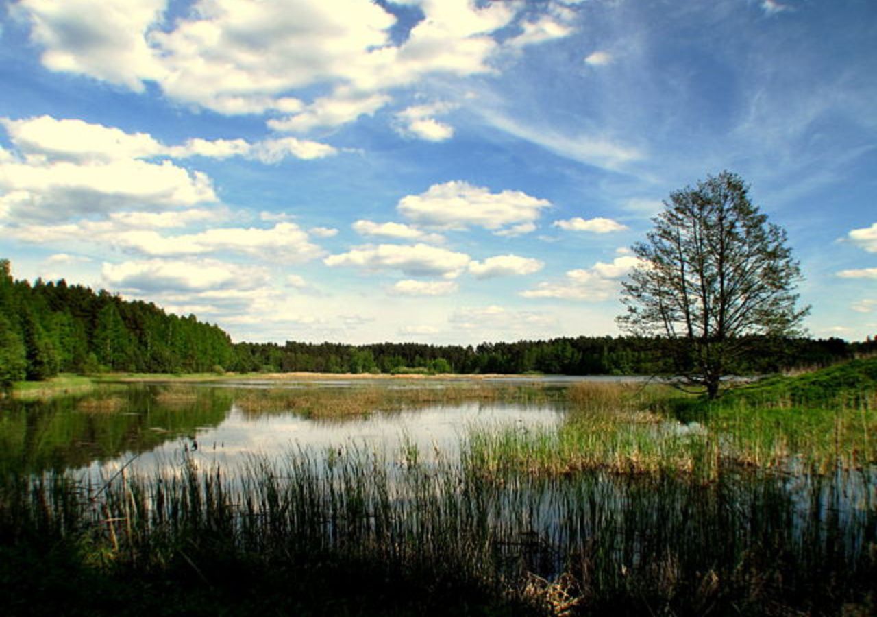 Śródleśny staw w sercu Parku Krajobrazowego Lasy Janowskie