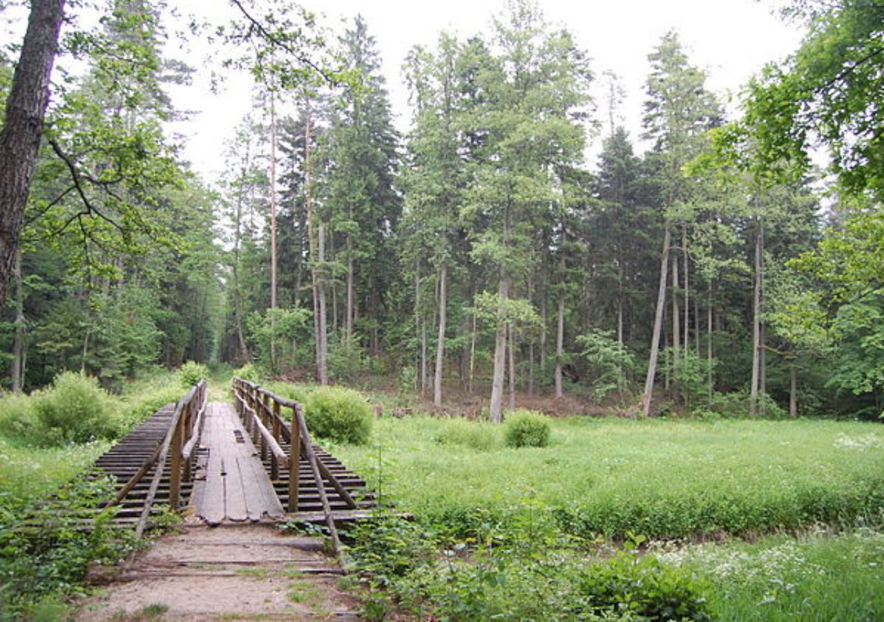 kłądka na Porytowym Wzgórzu - Lasy Janowskie, Polska