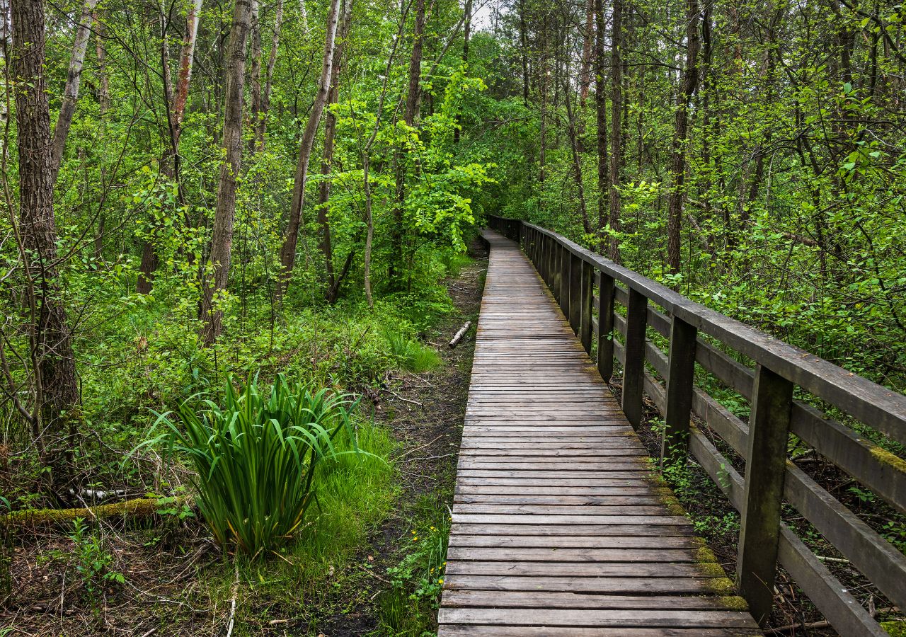 Drewniane kłądki na szlaku w Puszczy Kampinowskiej, Polska
