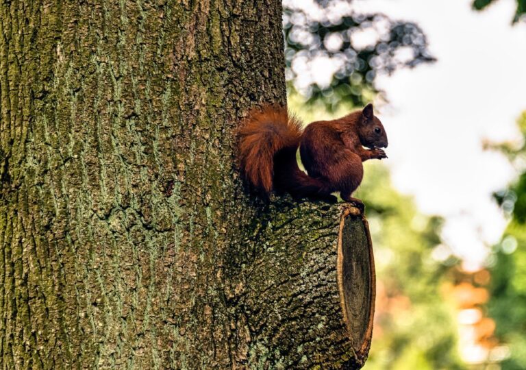 Wiewiórka na drzewie w Puszczy Kampinoskiej, Mazowsze - Polska