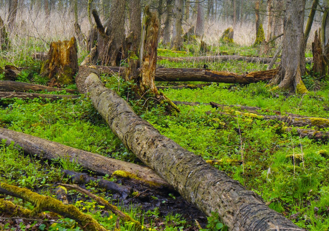 Drzewostan Kampinosu - Mazowsze, Polsk