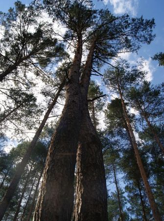 Drzewostan Puszczy Noteckiej - Polska