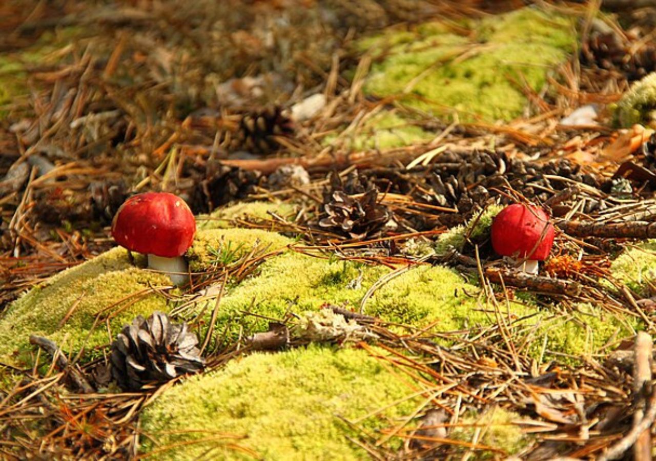 Ściółka z grzybami w Puszczy Solskiej