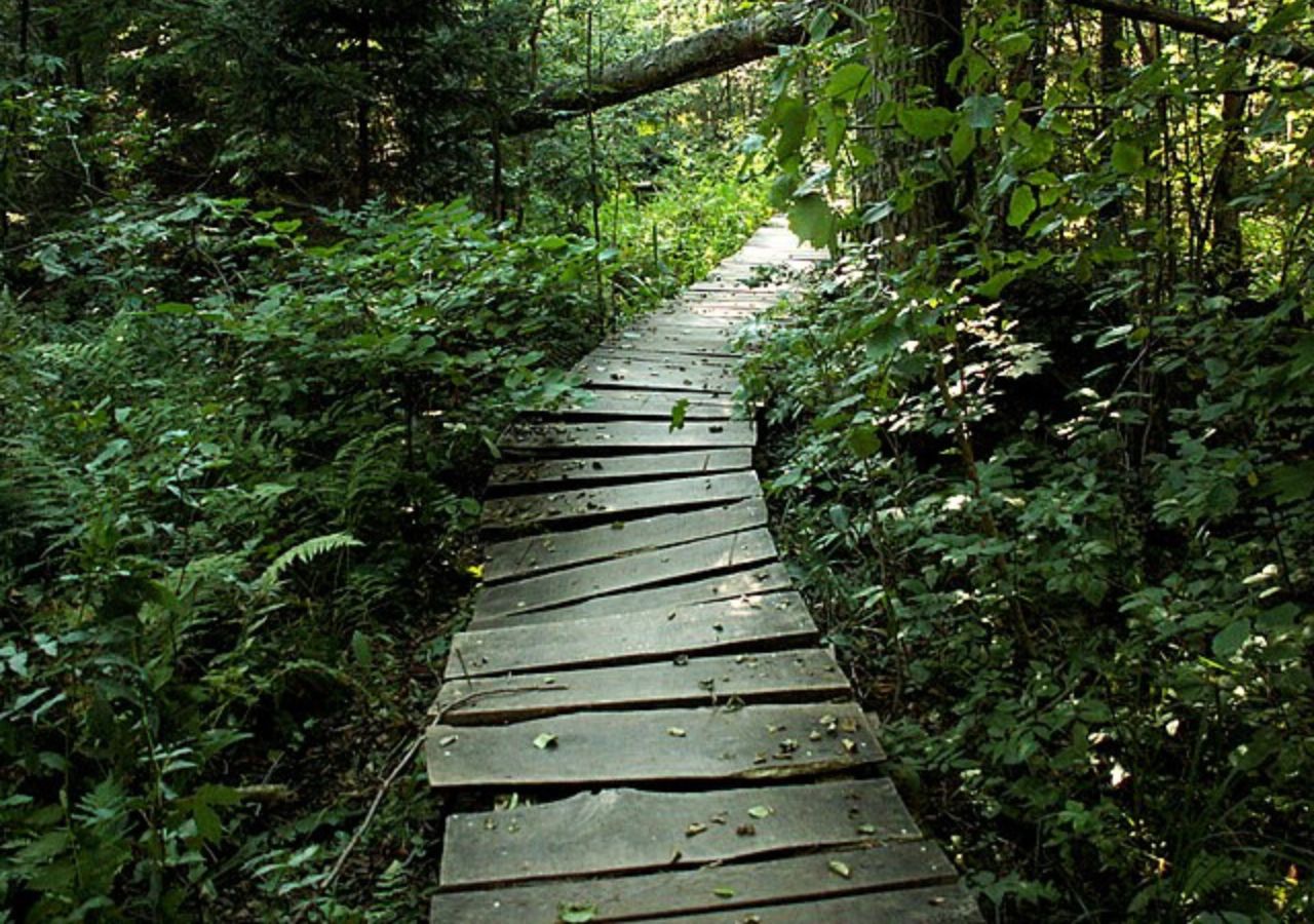Kładka na ścieżce Żebra Żubra w Puszczy Białowieskiej, Polska