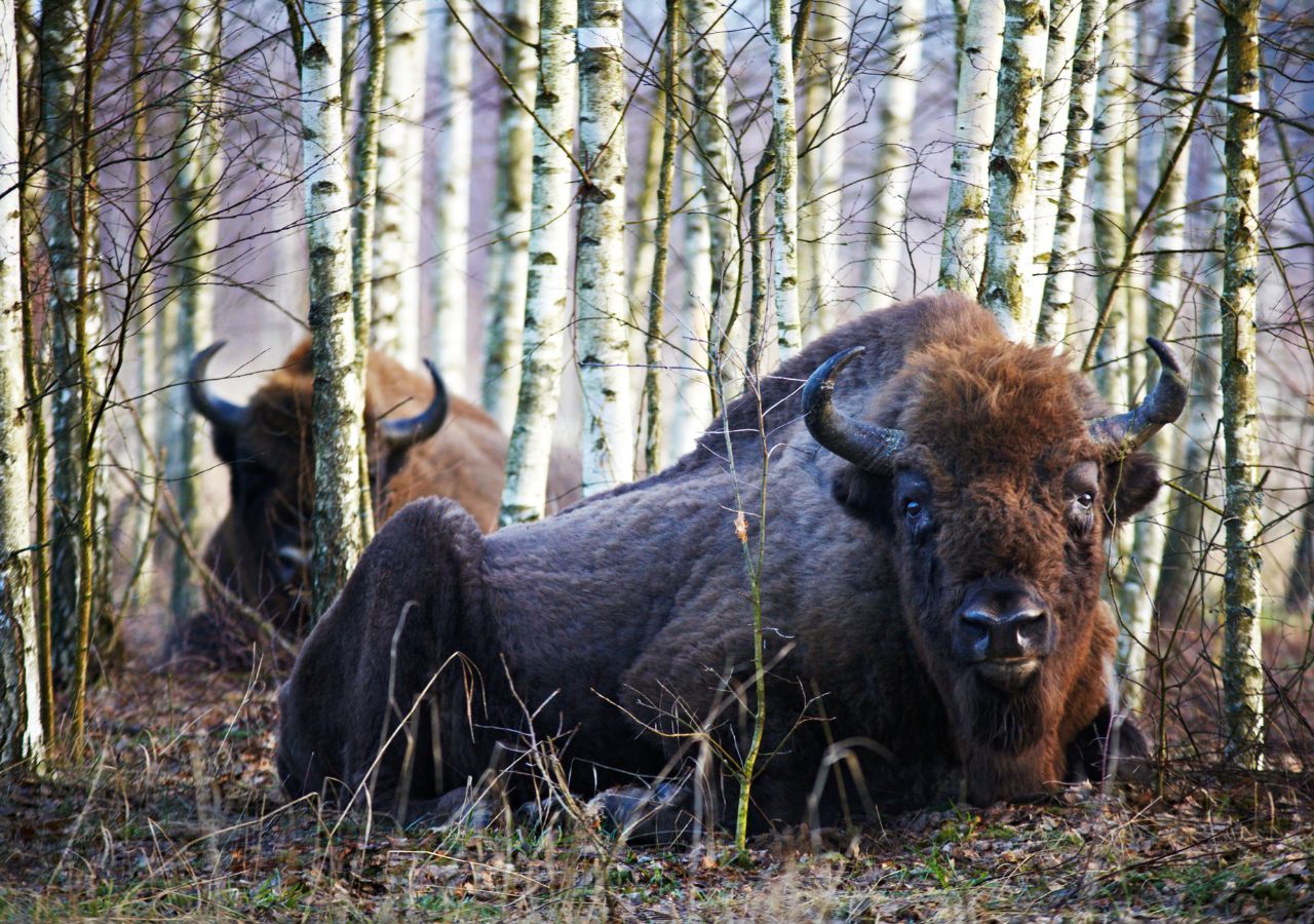 Żubry na tle brzozowego zagajnika