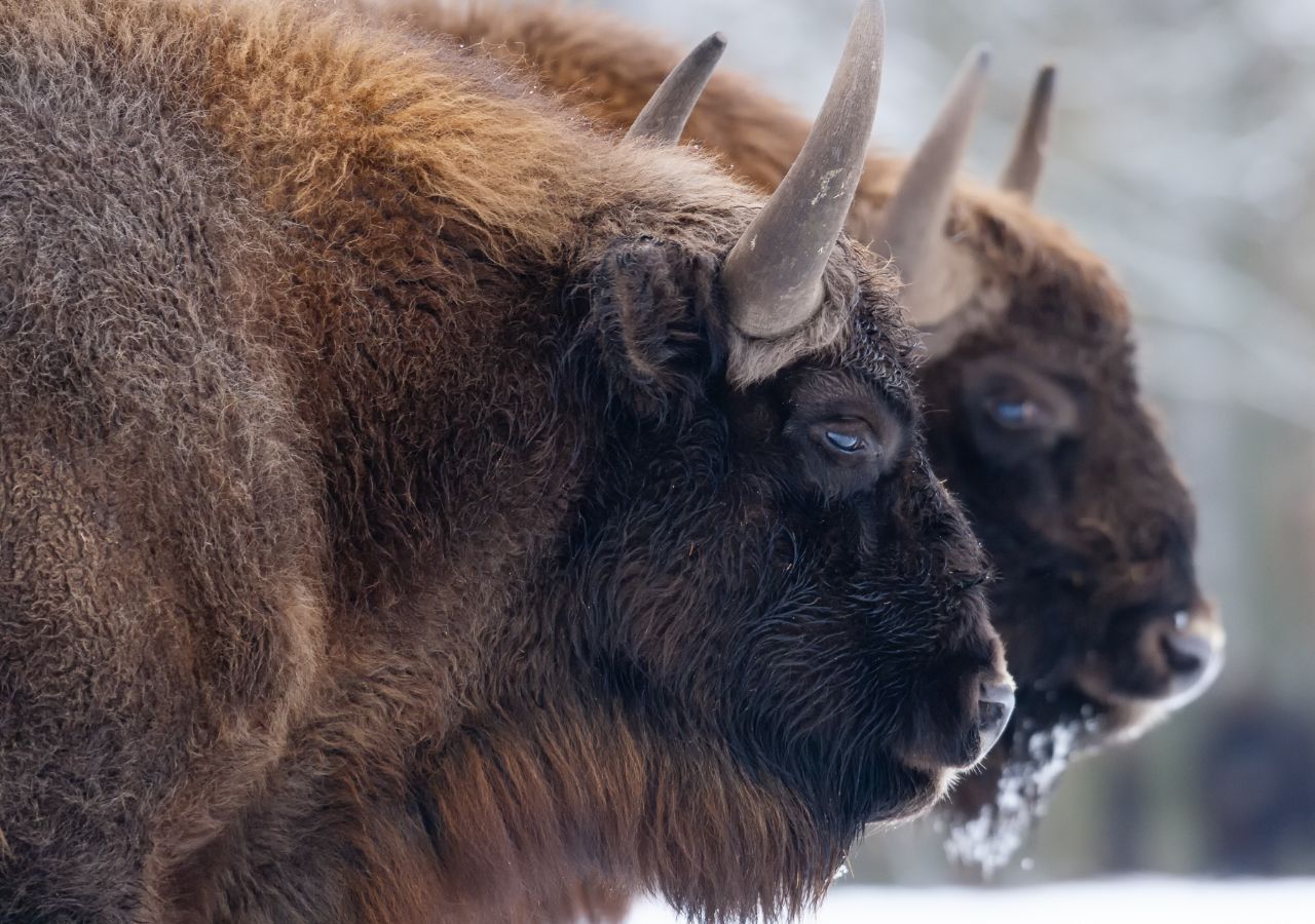 Dwa żubry w Białowieży