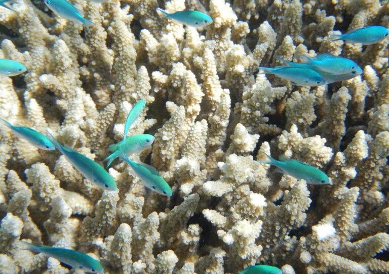 Ryby pływające wokół korali Wielkiej Rafy Koralowej