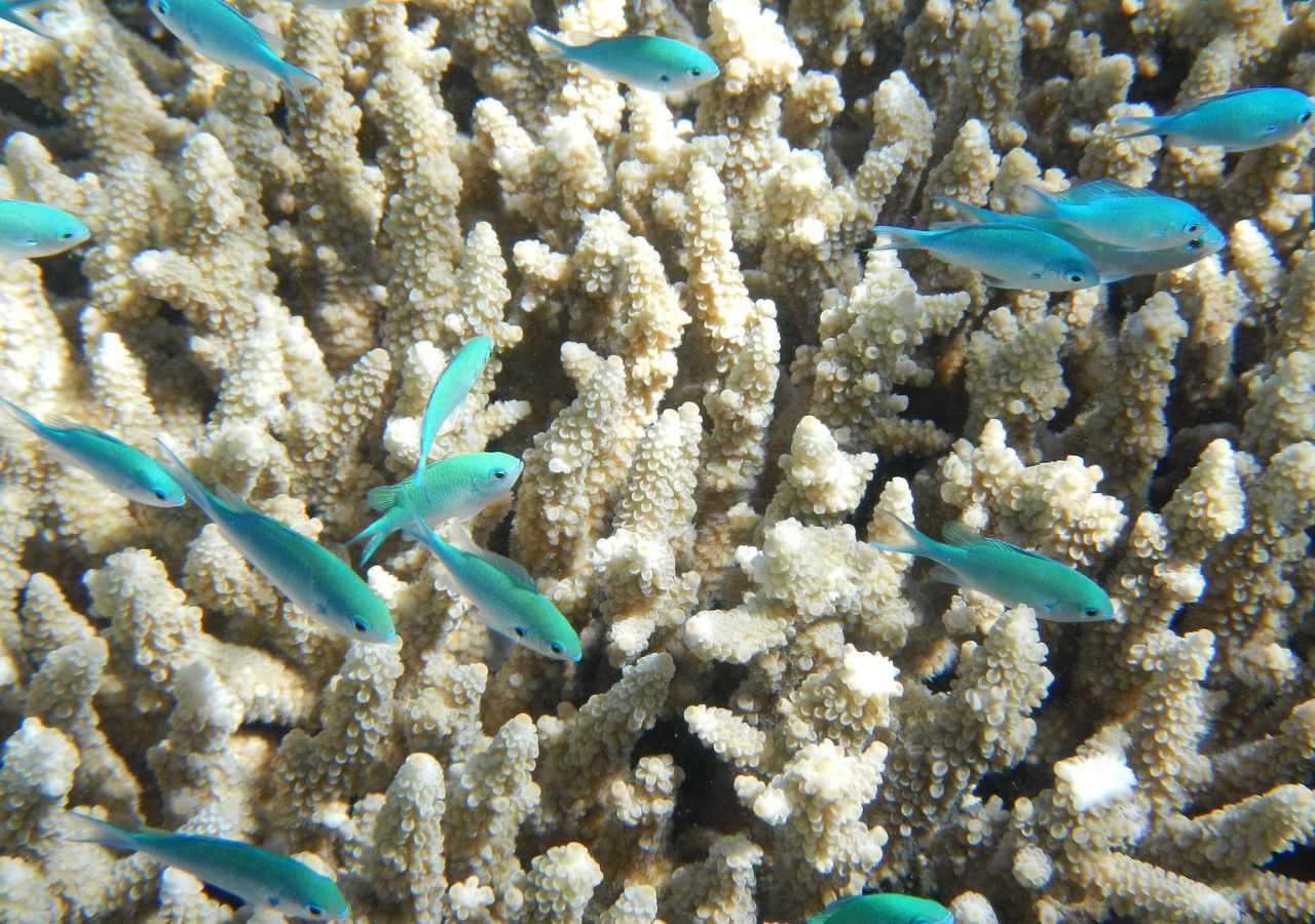 Ryby pływające wokół korali Wielkiej Rafy Koralowej