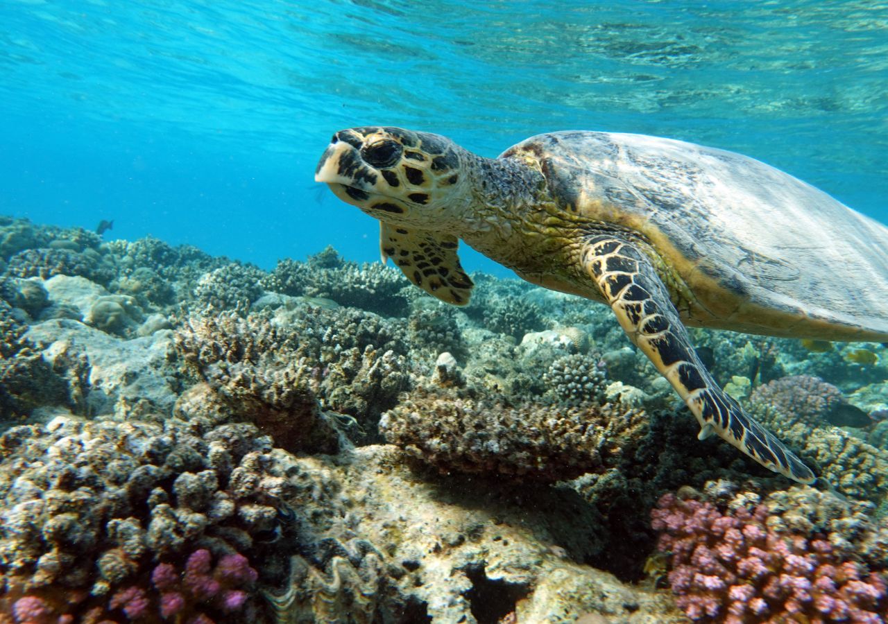 Wielka Rafa Koralowa