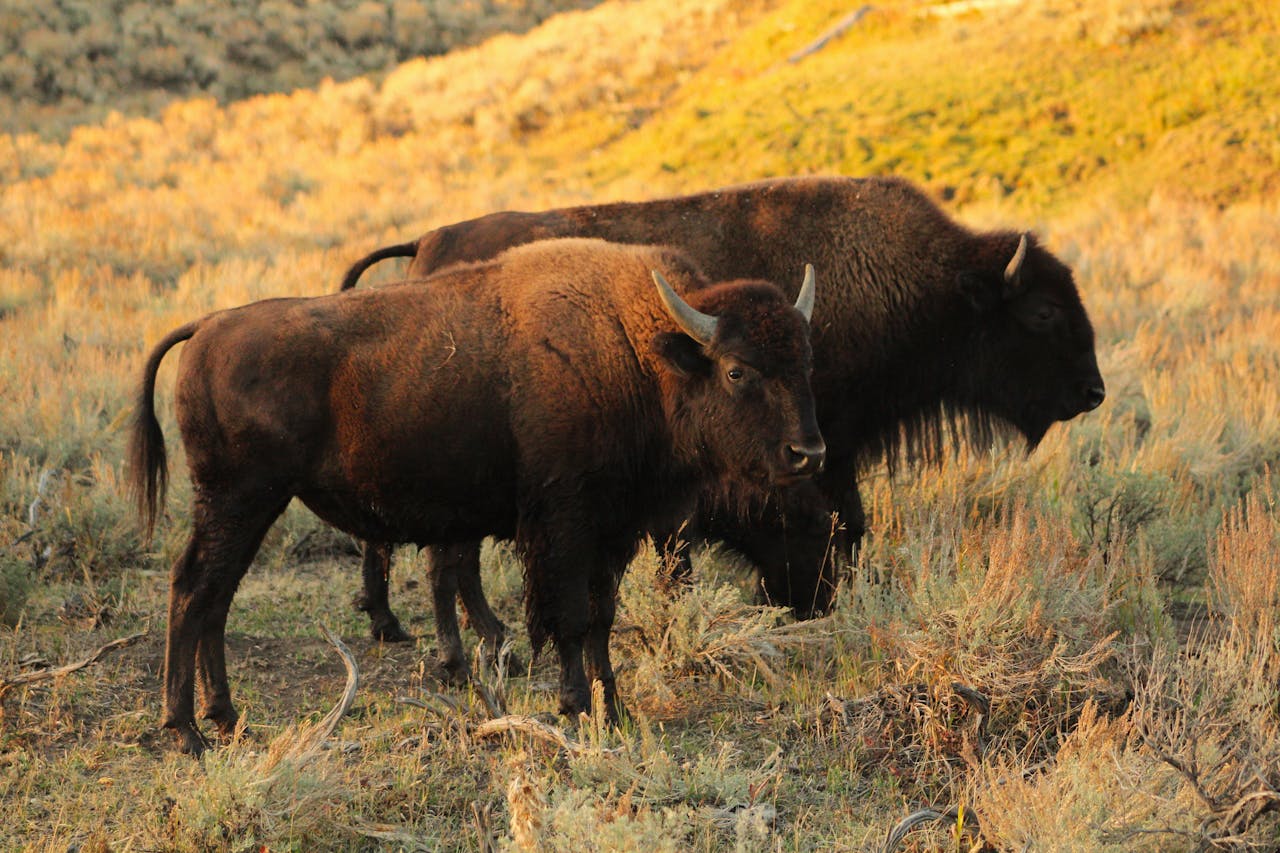 Bizony w Parku Narodowym Yellowstone w USA