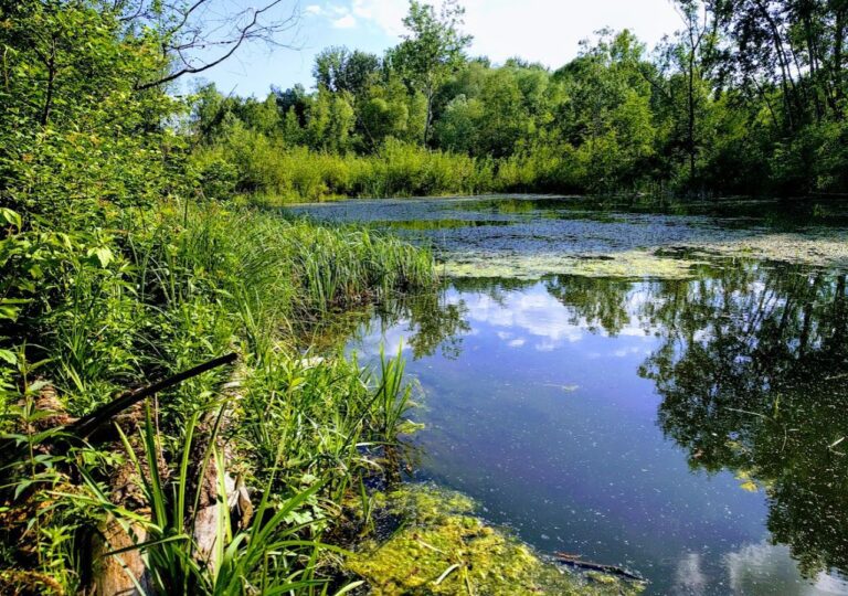 Ścieżka przyrodnicza Bobrowisko koło Starego Sącza
