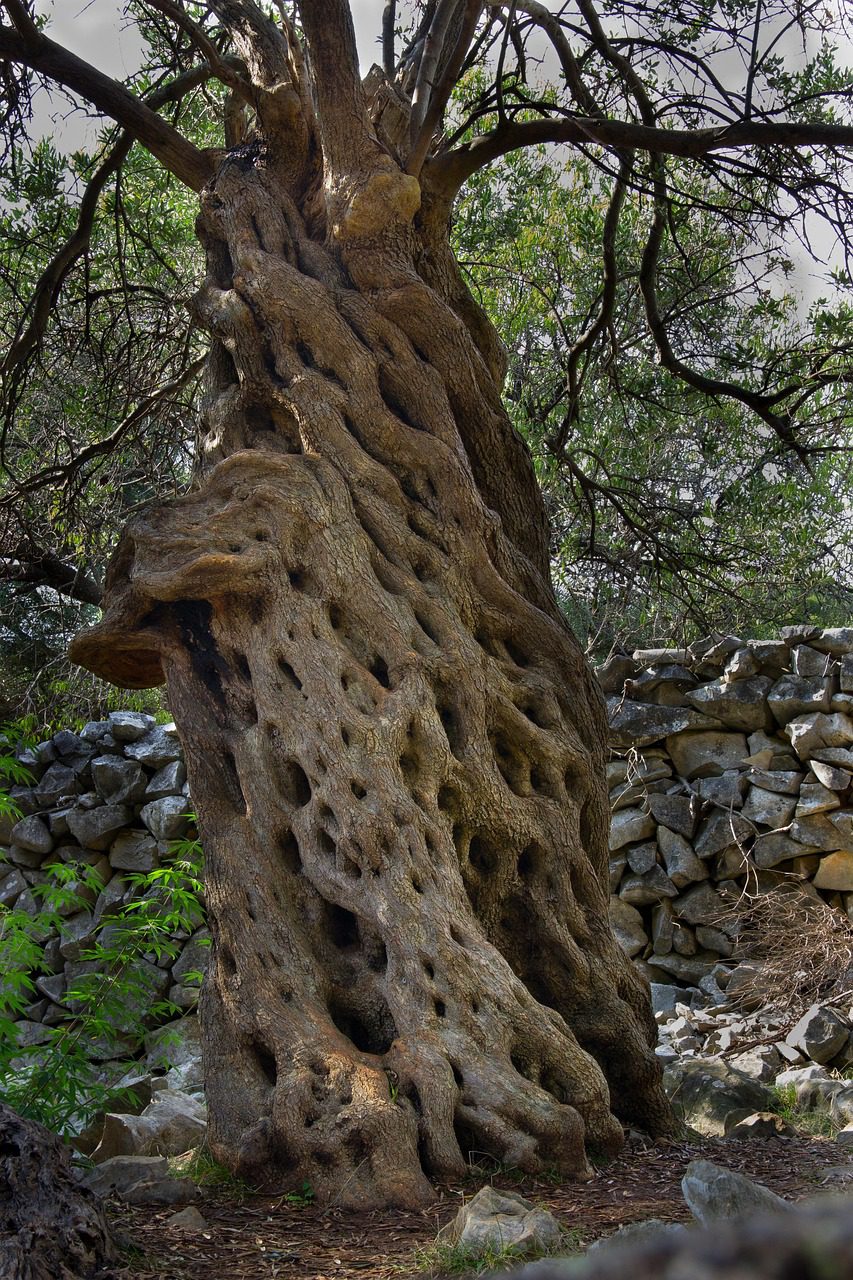 Słynna oliwka nazywana Koronką z Lun (Lunjska čipka)