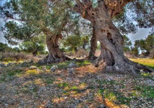Tysiącletnie drzewa oliwne, które rosną w Lun na chorwackiej wyspie Pag