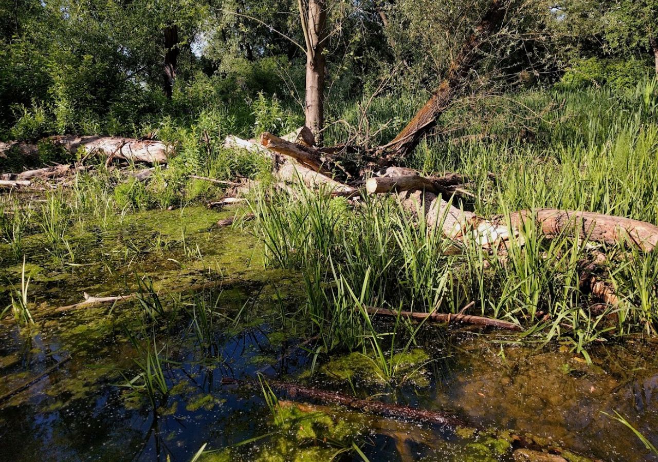 Powalone drzewo w wodzie w Bobrowisku koło Starego Sącza 